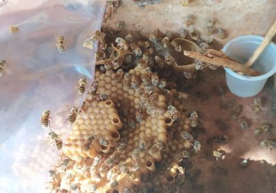 Abeja melipona2@2x
